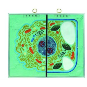 Ultrastructure Of Animal And Plant Cell